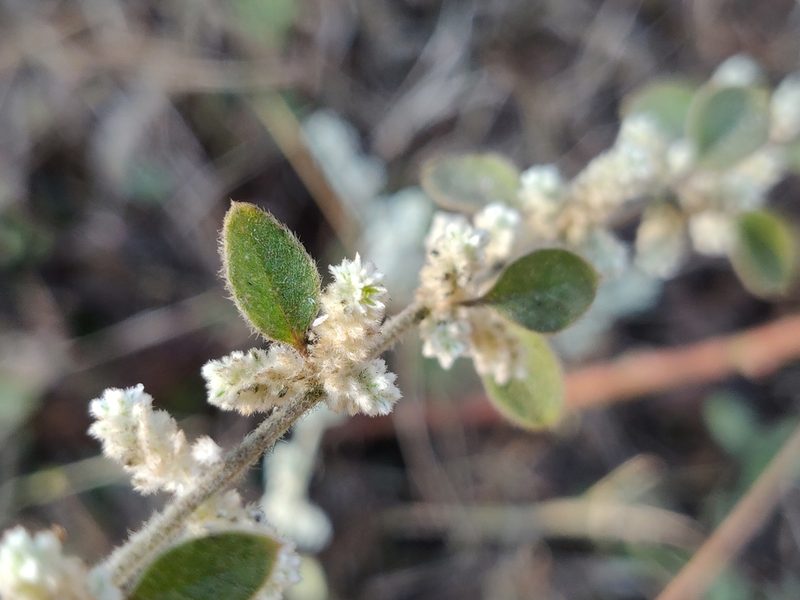 Ouret lanata, photographed by T R Shankar Raman