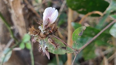 Blepharis maderaspatensis, photographed by T R Shankar Raman