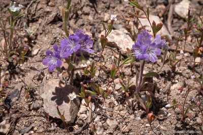 Phacelia humilis, photographed by Tim Messick