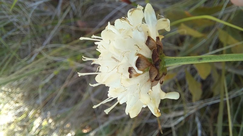 Cephalaria humilis, photographed by kevin koen
