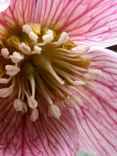 Helleborus thibetanus, photographed by zhangshen