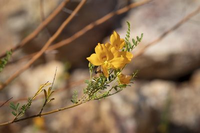Petalostylis cassioides, photographed by Kym Nicolson
