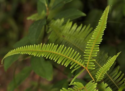 Dicranopteris pedata, photographed by portioid