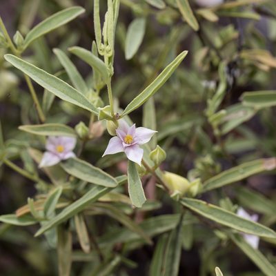 Boronia grandisepala, photographed by Kym Nicolson