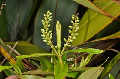 Veronica ligustrifolia, photographed by Pieter Pelser