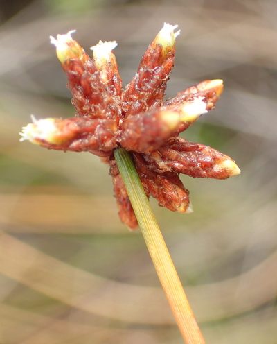 Ficinia repens, photographed by Nicola van Berkel
