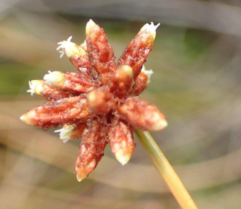 Ficinia repens, photographed by Nicola van Berkel