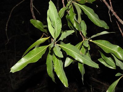 Xylomelum salicinum, photographed by Greg Tasney