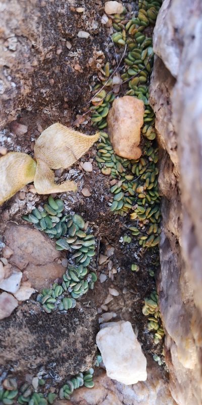 Adromischus nanus, photographed by leandra-k_89