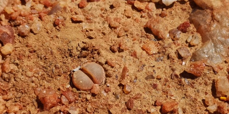 Lithops marmorata, photographed by leandra-k_89