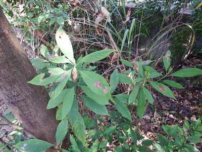 Machilus zuihoensis, photographed by 高山田鼠