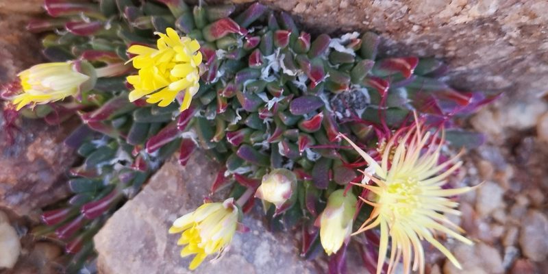 Cheiridopsis umbrosa, photographed by leandra-k_89