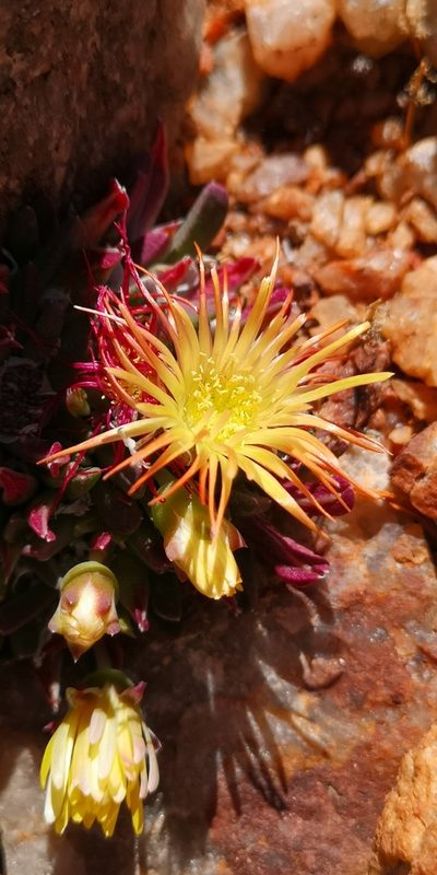 Cheiridopsis umbrosa, photographed by leandra-k_89