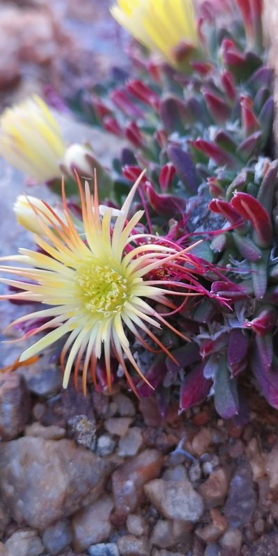 Cheiridopsis umbrosa, photographed by leandra-k_89