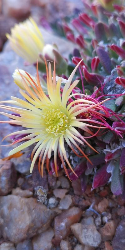 Cheiridopsis umbrosa, photographed by leandra-k_89