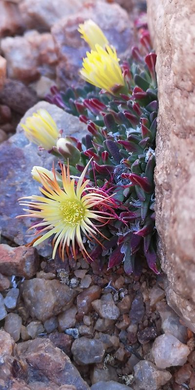 Cheiridopsis umbrosa, photographed by leandra-k_89