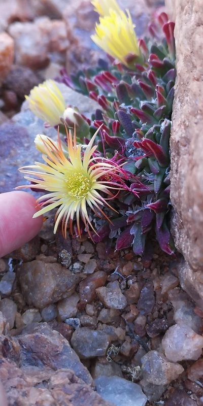 Cheiridopsis umbrosa, photographed by leandra-k_89