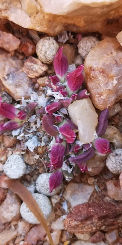Cheiridopsis umbrosa, photographed by leandra-k_89