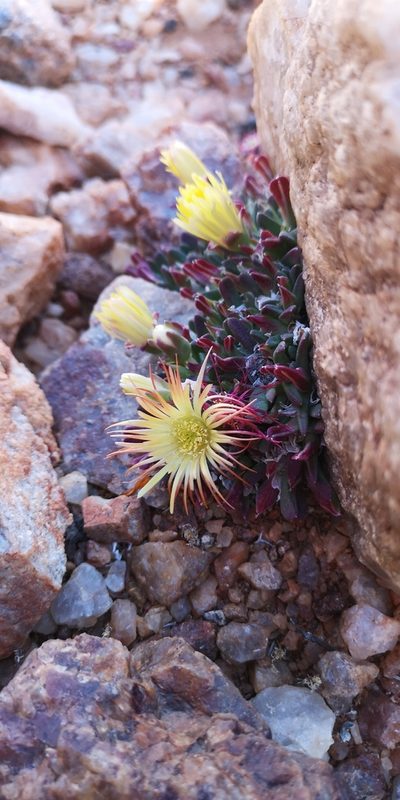 Cheiridopsis umbrosa, photographed by leandra-k_89