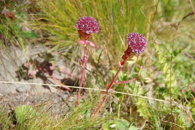 Hylotelephium anacampseros, photographed by Thibaud Aronson