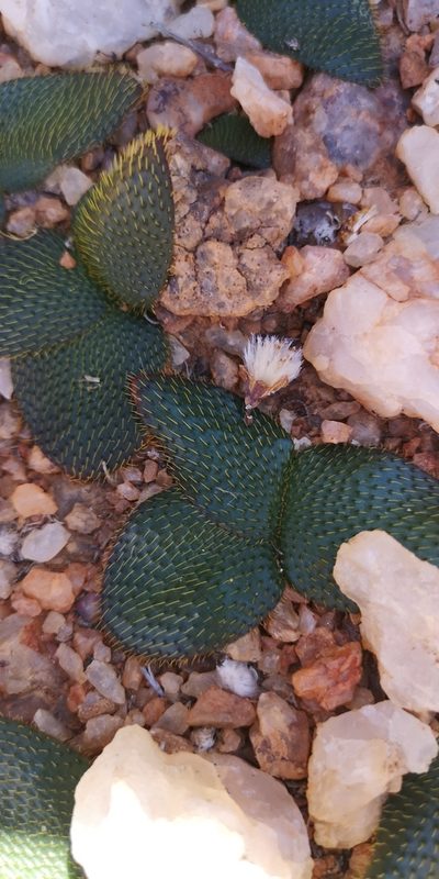 Brunsvigia namaquana, photographed by leandra-k_89