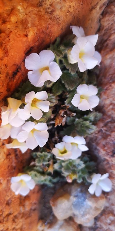 Colpias mollis, photographed by leandra-k_89