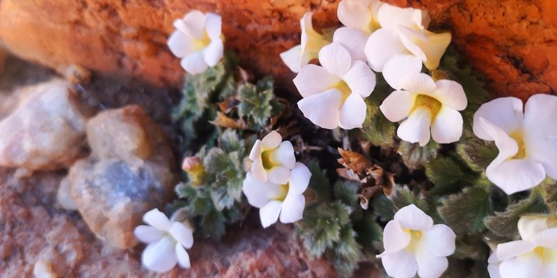 Colpias mollis, photographed by leandra-k_89