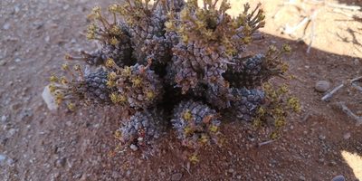 Euphorbia braunsii, photographed by leandra-k_89