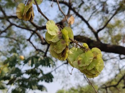 Holoptelea integrifolia, photographed by T R Shankar Raman