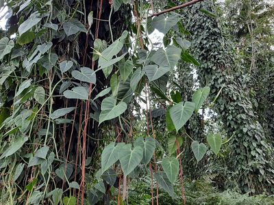 Philodendron hederaceum, photographed by florawhite