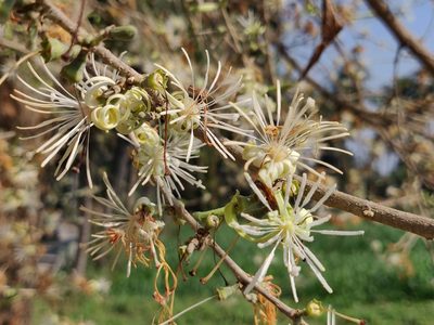 Alangium salviifolium
