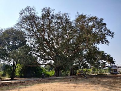 Ficus benghalensis, photographed by T R Shankar Raman