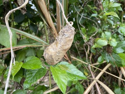 Canavalia lineata, photographed by 高山田鼠