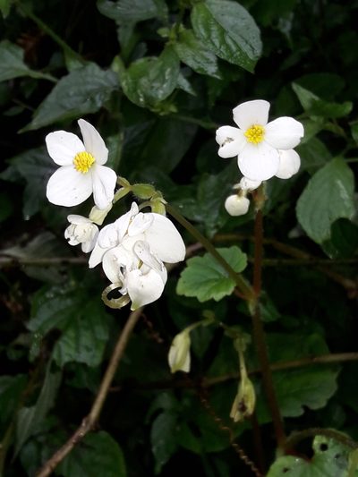Begonia geranioides, photographed by Ferncliffe forest wilding