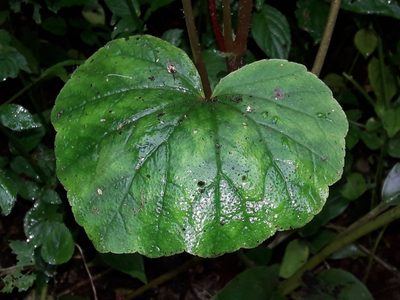 Begonia geranioides, photographed by Ferncliffe forest wilding