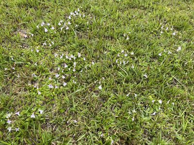 Mazus fauriei, photographed by 高山田鼠