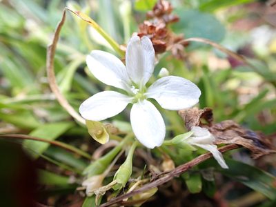 Montia australasica, photographed by Nina Kerr