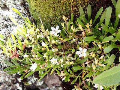 Montia australasica, photographed by Nina Kerr