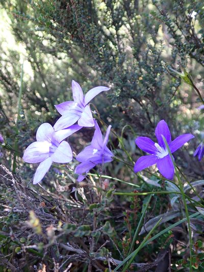 Wahlenbergia gloriosa, photographed by Nina Kerr