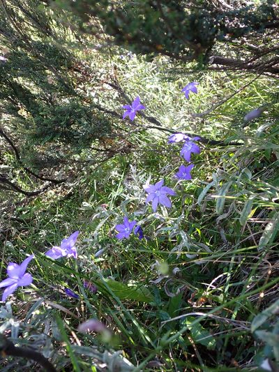 Wahlenbergia gloriosa, photographed by Nina Kerr