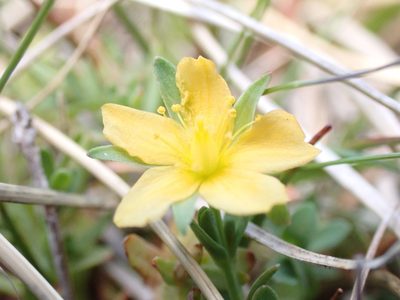 Hypericum japonicum, photographed by Nina Kerr