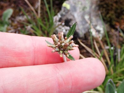 Euchiton japonicus, photographed by Nina Kerr