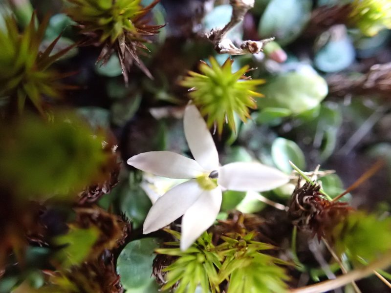 Lobelia surrepens, photographed by Nina Kerr