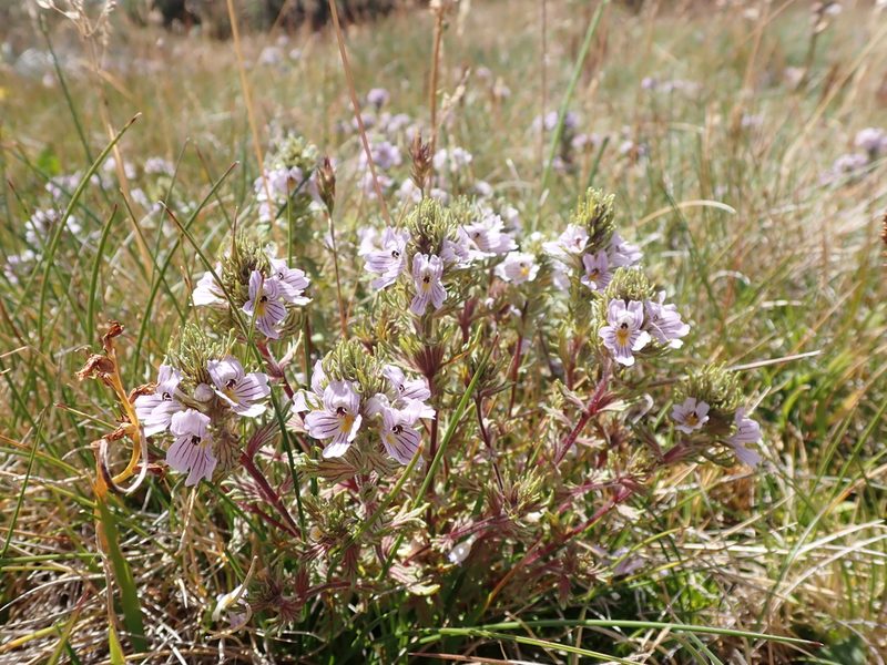 Euphrasia eichleri, photographed by Nina Kerr