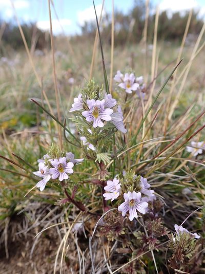 Euphrasia eichleri, photographed by Nina Kerr