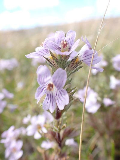 Euphrasia eichleri, photographed by Nina Kerr