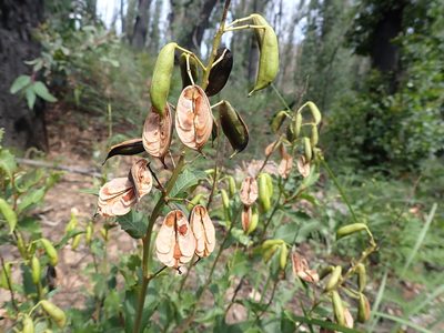 Lomatia ilicifolia, photographed by Nina Kerr
