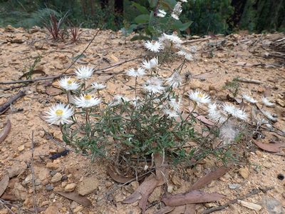 Helichrysum leucopsideum, photographed by Nina Kerr