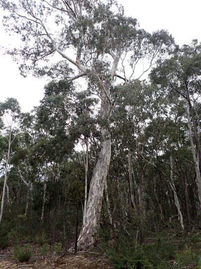 Eucalyptus mannifera, photographed by Nina Kerr