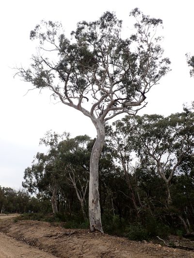 Eucalyptus mannifera, photographed by Nina Kerr